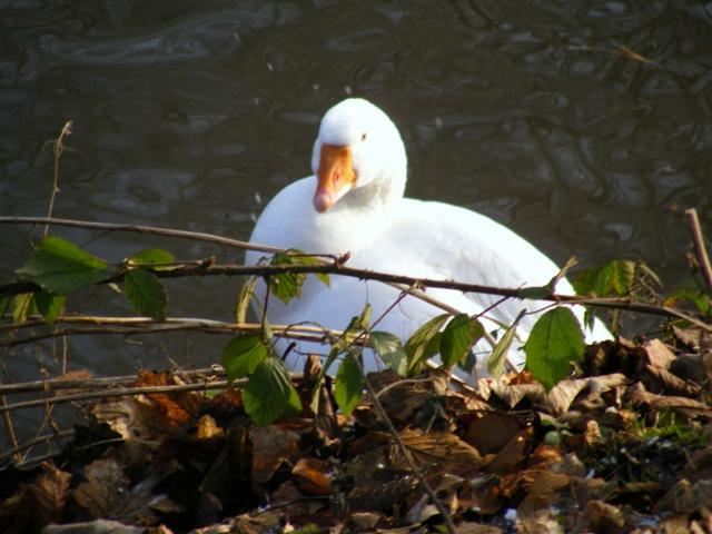 Greylag Goose Greylag Goose